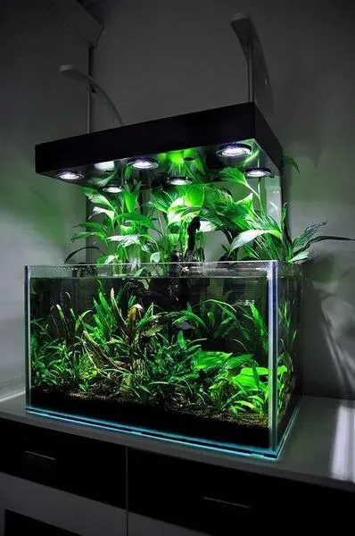 Akwarium 60l