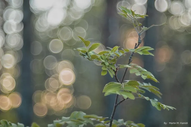 Efekt bokeh w fotografii